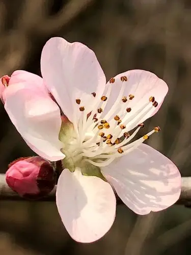 桃花的花瓣较薄,在阳光下隐约可见其纹理.