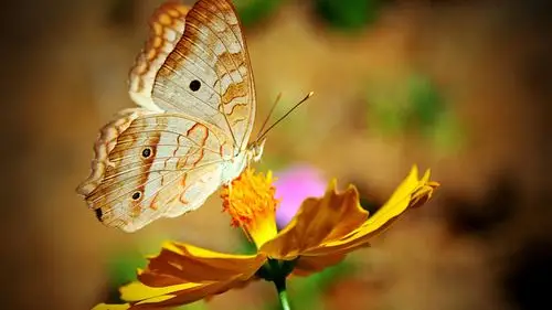 蝴蝶鲜花-动物写真壁纸