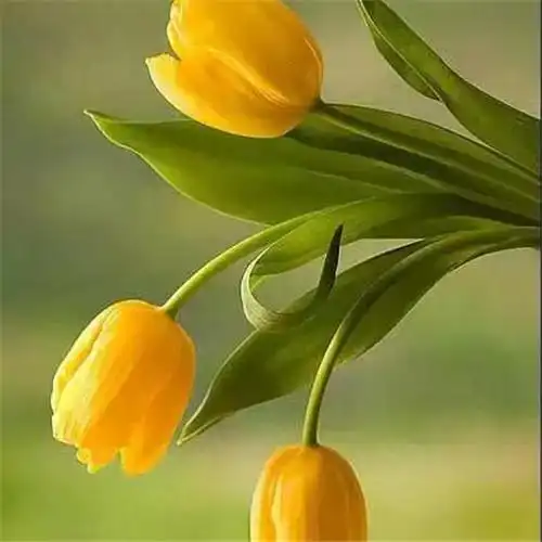 高雅美丽的郁金香花头像图片