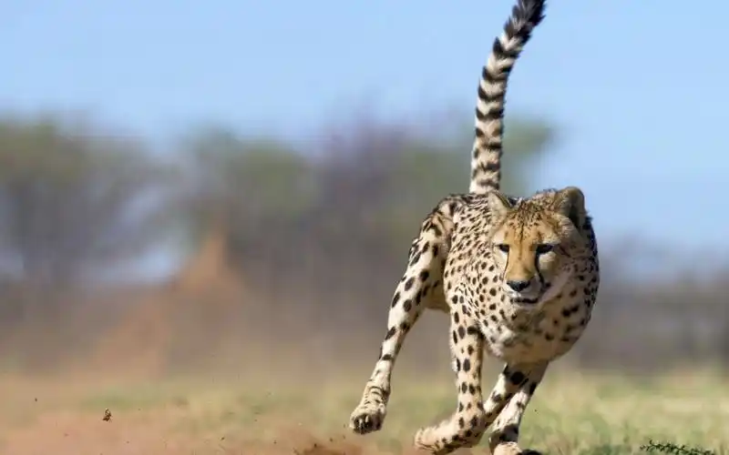 [管乐]cheetah 猎豹 by karen husa