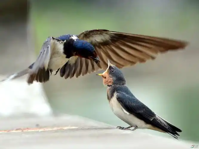 德阳旌湖东岸偶遇燕子喂食精彩瞬间