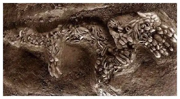 查海遗址发现19.7米长"真龙",彻底颠覆历史