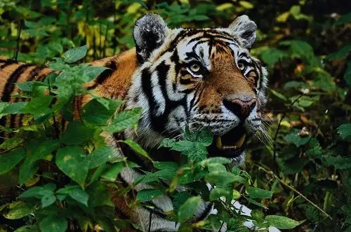 虎中之王(东北虎图片摄影展)