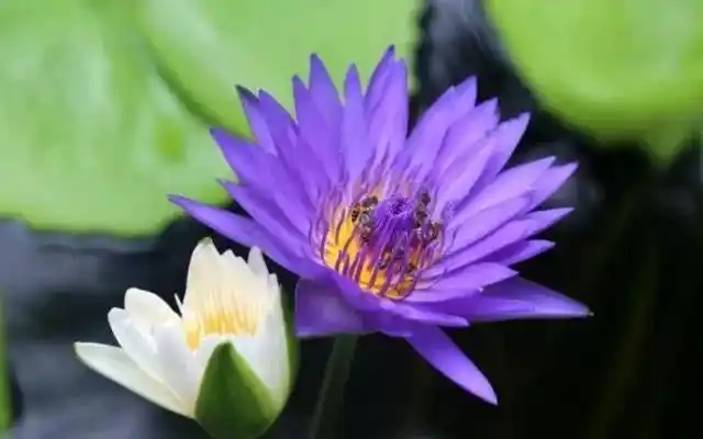 这五种佛教的莲花 你知多少?