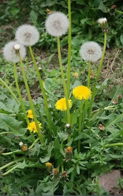 乳腺良药蒲公英,小草治疗大毛病! 打印页面