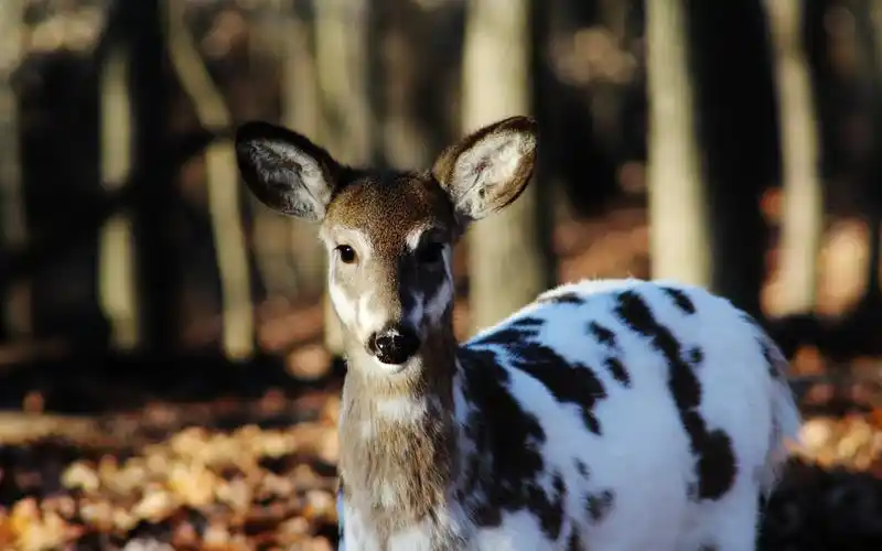 梅花鹿,树木,阳光 1242x2688 iphone xs max 壁纸,图片,背景,照片