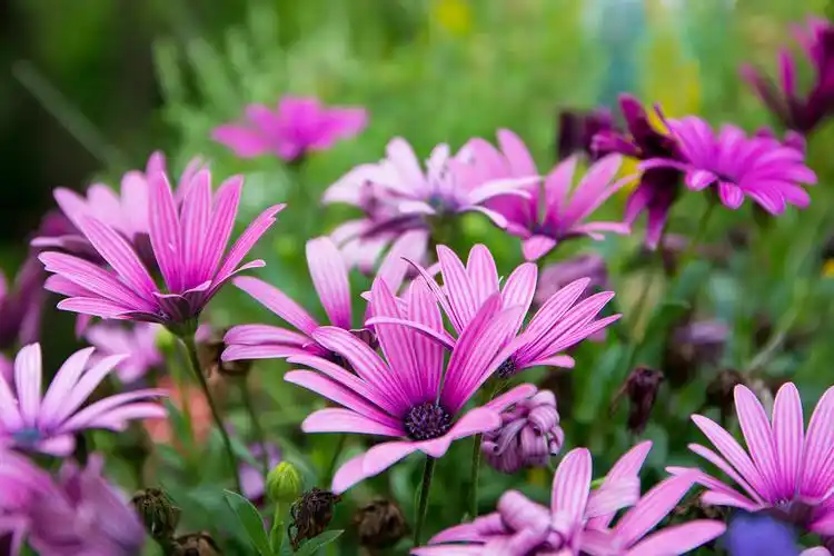 春游——上海风景花卉拍摄