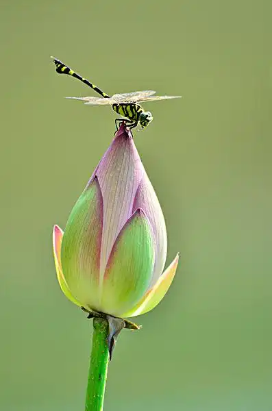 蜻蜓图片_蜻蜓图片大全_蜻蜓图片下载