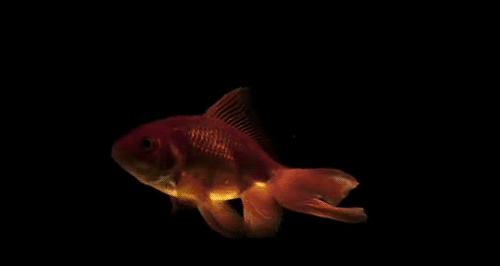 500_266gif 动态图 动图