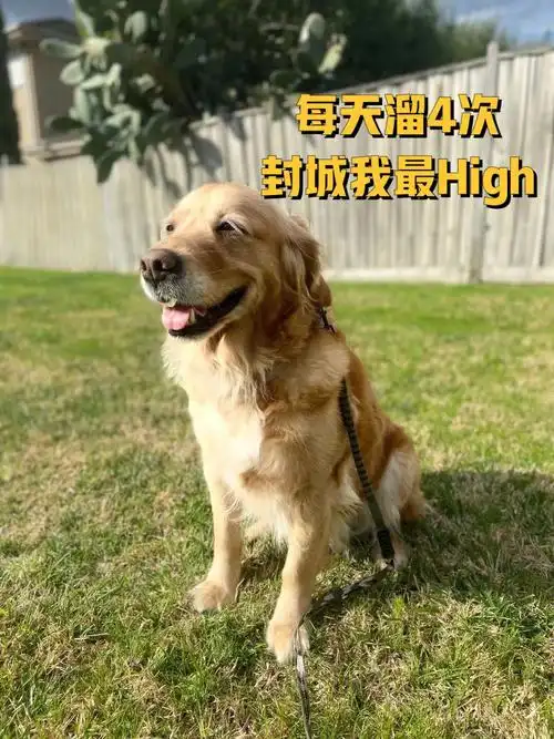 早饭之前老公先遛狗一次26615吃完午饭我和老公溜一次36615