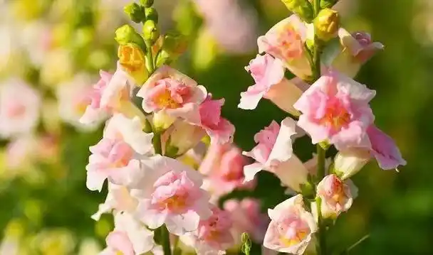 养花的时候做好这11点,就能让你的花卉连续不断地开花