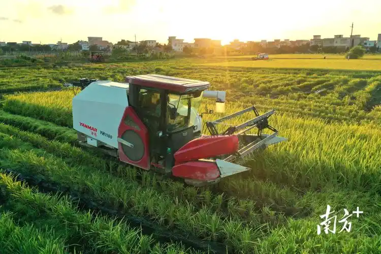 收割机在稻田里穿梭,一株株稻穗收入机仓.