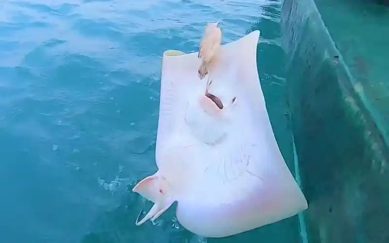 阿明出远海抓到蝠鱼回来发现多了四个宝宝蝠鱼宝宝真可爱