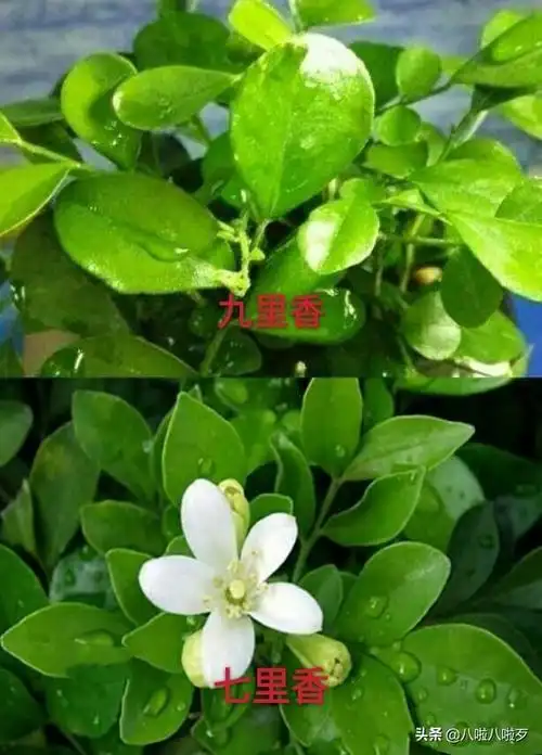 ① 九里香与七里香的叶片形状不同
