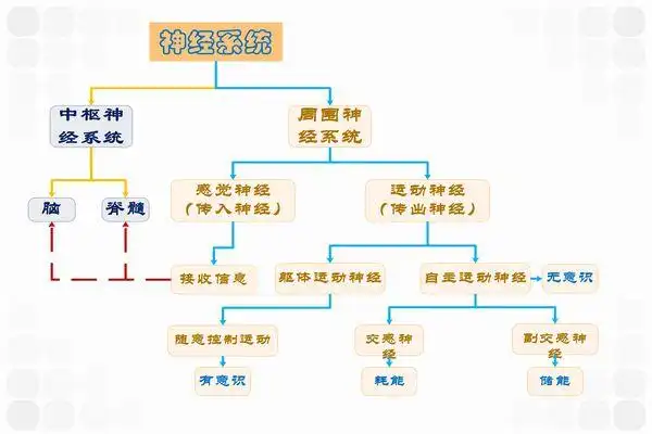 人体十大系统的思维导图人体全部系统