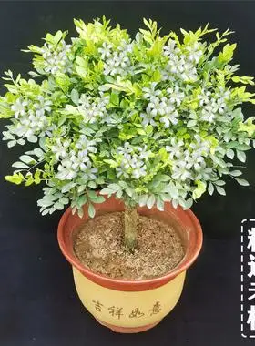 盆栽四季九里香花树苗老桩七里香苗