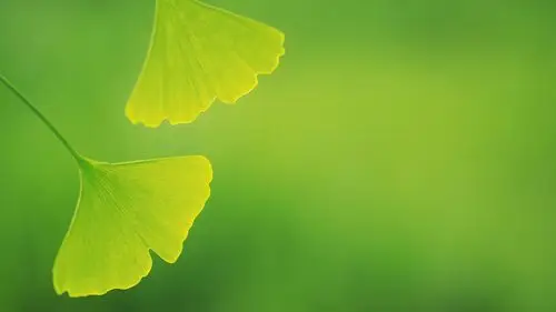 清新护眼绿叶图片高清宽屏桌面壁纸