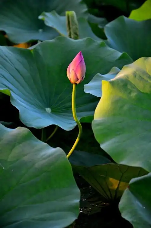 含苞待放——荷花