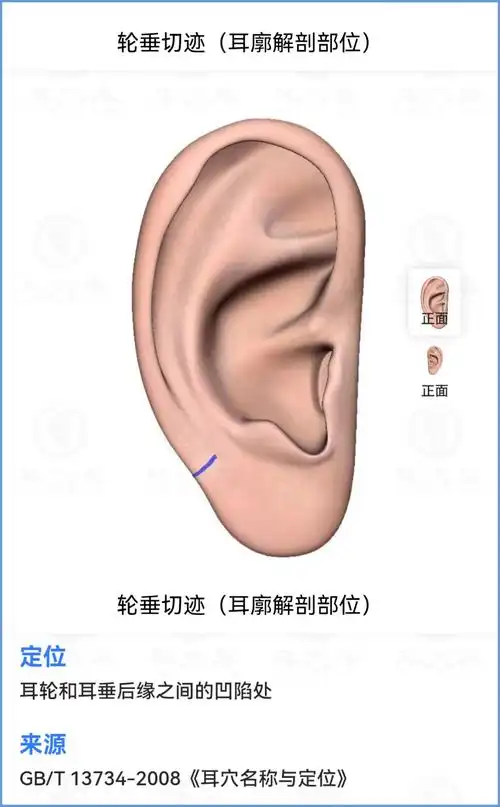 耳穴入门学习笔记——耳垂上的分区定位