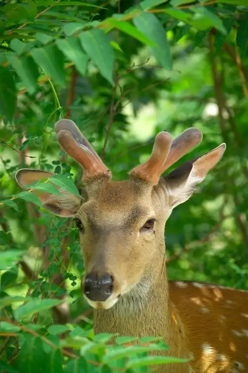 梅花鹿_高清图集_新浪网
