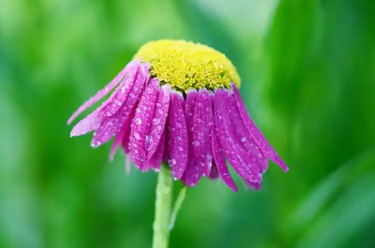 粉红色的簇花在自我对焦摄影高清壁纸