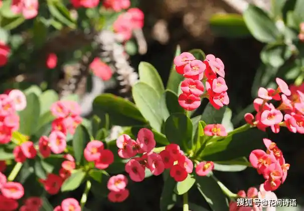 这10种名字中带动物的花卉,花名有趣,奇特别致,你见过几种?