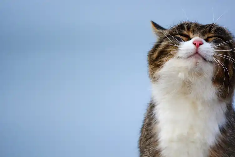 你听懂猫言猫语了吗_猫咪_声音_图片