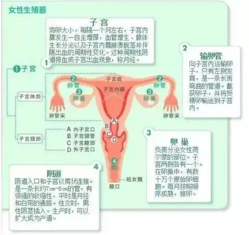 子宫有一个复杂的结构,位于女性阴道上端.