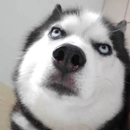 适合当头像和表情包