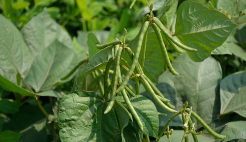 贵州特产赤小豆 正宗农家长粒赤豆红豆 粮油米面五谷杂粮500g