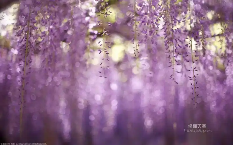 唯美浪漫小清新紫藤花恣意开放桌面壁纸第一辑