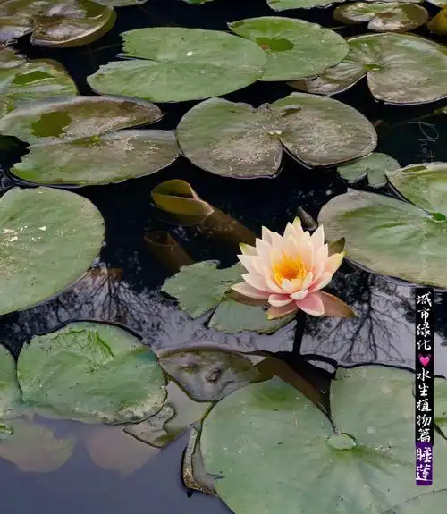 26177城市绿化之水生植物篇78睡莲