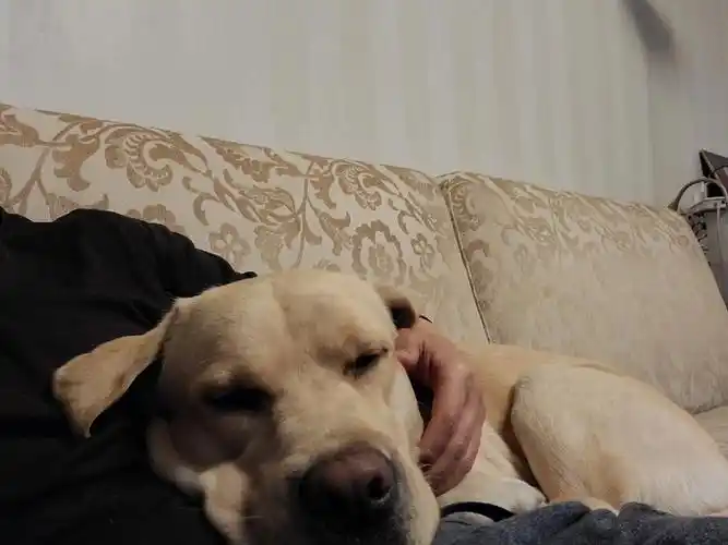 我的狗儿子,1岁多了,天天就这么腻90