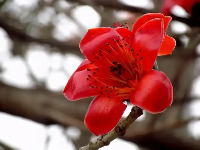 木棉花的作用木棉花又被称为英雄花花不褪色不萎靡很英雄地道别尘世