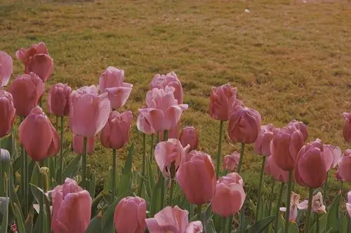 ipad壁纸 - 堆糖,美图壁纸兴趣社区