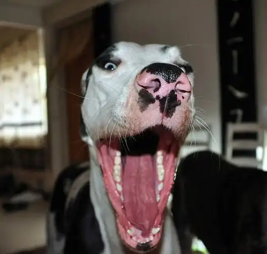 芬兰大丹犬面对镜头做鬼脸调皮滑稽