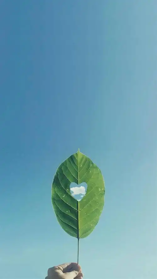 蓝天绿叶护眼锁屏