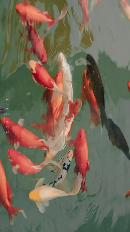 愿你:锦鲤附体,好运连连!_高清图集_新浪网