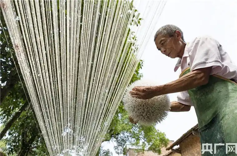 夏布之乡收获苎麻忙制布