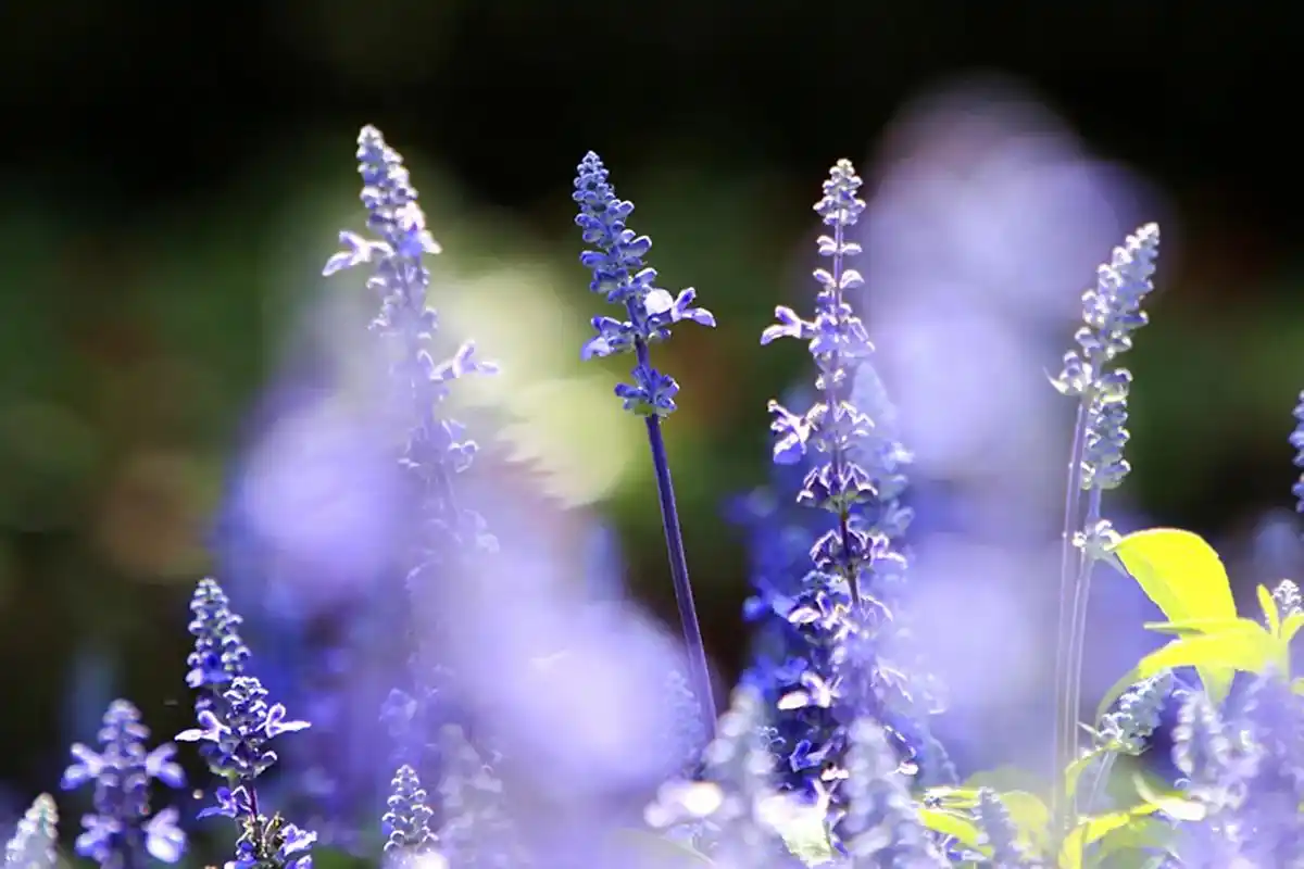 鼠尾草.鼠尾草,因形状如同鼠尾而得名,为唇形花科鼠尾草属多年 - 抖音