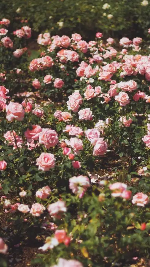 ins风浪漫玫瑰花高清写真,高清图片,手机锁屏桌面-壁纸族