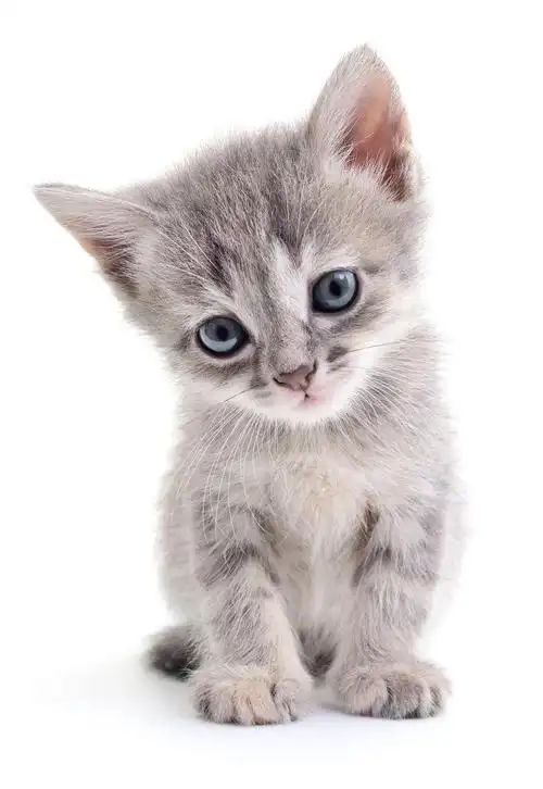 背景下的大眼睛可爱猫咪素材-高清图片-摄影照片-寻图免费打包下载