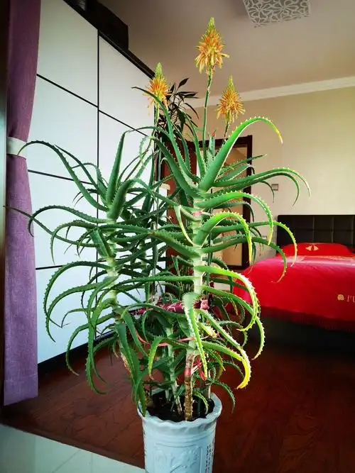 我家的芦荟开花了,你家的开了吗? - 美篇