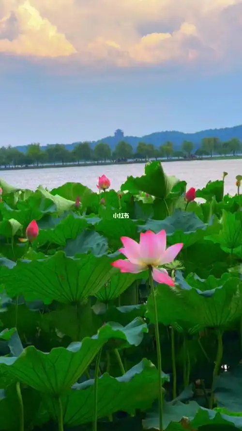 西湖美景夏日荷花荷塘美景治愈系风景