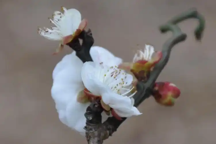 上海闵行梅园的龙游梅