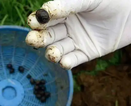 动物的粪便也被广泛用于医药,例如,蝙蝠粪便可以医治酒精