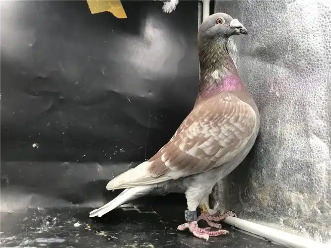 2014精品多关台雅雅红雨点超漂亮展售中已售