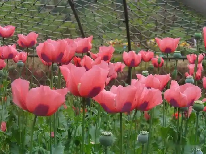重瓣罂粟可以合法种植吗