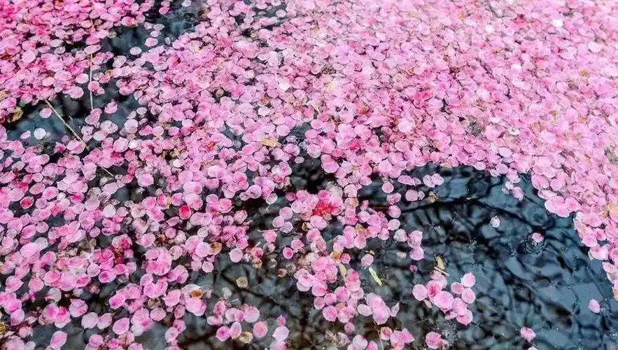 樱花飘落的速度是每秒5cm那桃花飘落的速度呢?