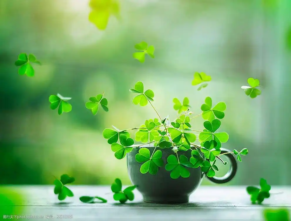 唯美清新绿色四叶草盆景图片-图行天下图库